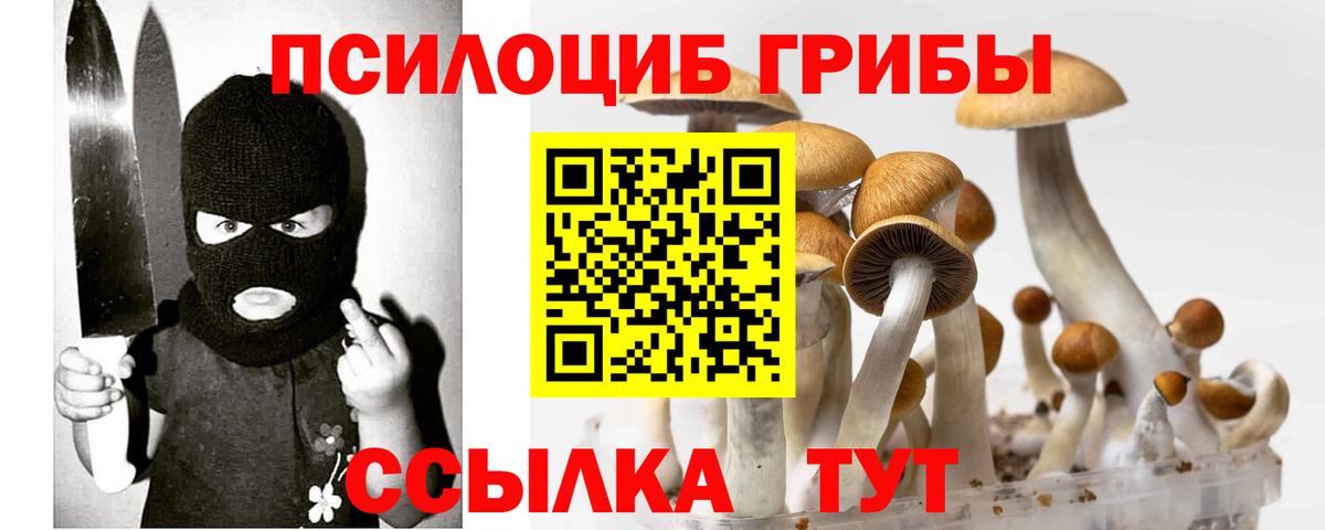 Ачхой-Мартан  Галлюциногенные грибы Psilocybe  Вход с VPN 